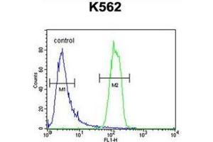 Flow cytometric analysis of K562 cells using OR2M3 Antibody (C-term) Cat. (OR2M3 anticorps  (C-Term))