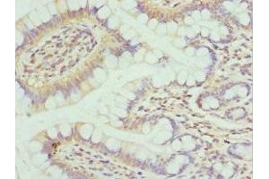 Immunohistochemistry of paraffin-embedded human small intestine tissue using ABIN7164296 at dilution of 1:100 (Neuropeptide FF anticorps  (AA 34-113))