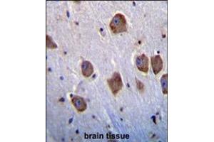 NT5DC4 Antibody immunohistochemistry analysis in formalin fixed and paraffin embedded human brain tissue followed by peroxidase conjugation of the secondary antibody and DAB staining. (NT5DC4 anticorps  (AA 172-200))