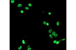 Anti-FMR1 mouse monoclonal antibody (ABIN2455614) immunofluorescent staining of COS7 cells transiently transfected by pCMV6-ENTRY FMR1 (RC222699). (FMR1 anticorps  (AA 36-279))