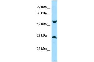 WB Suggested Anti-MYCT1 Antibody Titration: 1.