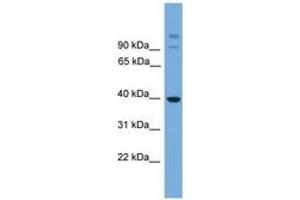 Image no. 1 for anti-SGT1, Suppressor of G2 Allele of SKP1 (SUGT1) (AA 251-300) antibody (ABIN6744951) (SUGT1 anticorps  (AA 251-300))