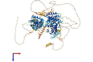 AlphaFold protein structure predicition of Mouse Recombinant Rbl2 Protein, UniprotID Q64700