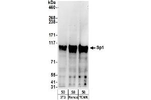 Western Blotting (WB) image for anti-Sp1 Transcription Factor (SP1) (AA 735-785) antibody (ABIN7453450)