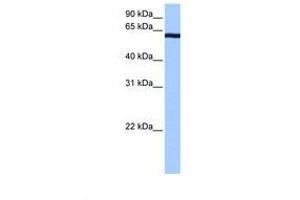 Image no. 1 for anti-Cleavage Stimulation Factor, 3' Pre-RNA, Subunit 2, 64kDa, tau Variant (CSTF2T) (AA 460-509) antibody (ABIN6737951) (CSTF2T anticorps  (AA 460-509))