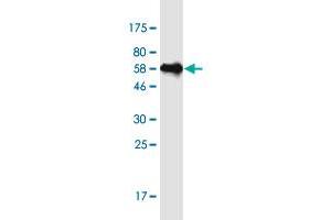 Western Blot detection against Immunogen (54.