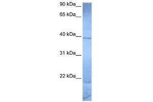 ZNF121 antibody used at 0. (ZNF121 anticorps  (Middle Region))