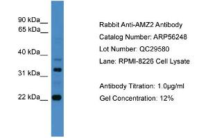 WB Suggested Anti-AMZ2  Antibody Titration: 0. (AMZ2 anticorps  (C-Term))