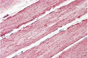 anti-Isocitrate Dehydrogenase 2 (NADP+), Mitochondrial (IDH2) (Internal Region) antibody