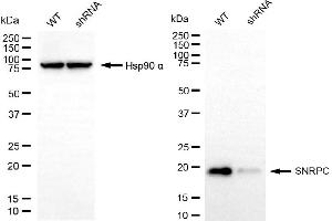 Western blotting analysis using SNRPC antibody (ABIN7800380).