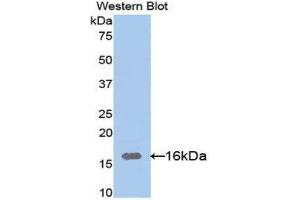 Western Blotting (WB) image for anti-Lectin, Galactoside-Binding, Soluble, 9C (LGALS9C) (AA 228-356) antibody (ABIN1171894) (LGALS9C anticorps  (AA 228-356))