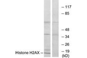 Western Blotting (WB) image for anti-H2A Histone Family, Member X (H2AFX) (AA 94-143) antibody (ABIN2889400) (H2AFX anticorps  (AA 94-143))