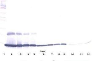 Image no. 4 for anti-Chemokine (C-C Motif) Ligand 9 (Ccl9) antibody (ABIN465415) (CCL9 anticorps)