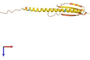 Long Intergenic Non-Protein Coding RNA 52 (LINC00052) (AA 1-136) protein (His tag)