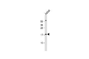 Anti-RBM3 Antibody (Center) at 1:1000 dilution + Jurkat whole cell lysate Lysates/proteins at 20 μg per lane. (RBM3 anticorps  (AA 55-84))
