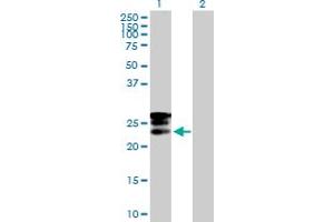 Western Blot analysis of GRPEL1 expression in transfected 293T cell line by GRPEL1 MaxPab polyclonal antibody.