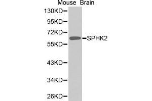 Western Blotting (WB) image for anti-Sphingosine Kinase 2 (SPHK2) (AA 1-165) antibody (ABIN1682869) (SPHK2 anticorps  (AA 1-165))