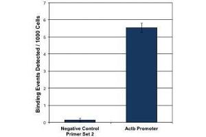 HDAC1 pAb tested by ChIP-qPCR.
