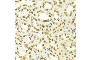 Immunohistochemistry of paraffin-embedded Human kidney using Lamin A/C antibody.