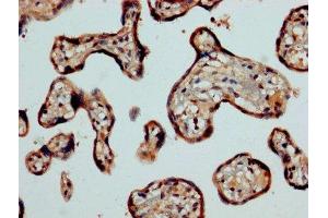 IHC image of ABIN7146938 diluted at 1:1200 and staining in paraffin-embedded human placenta tissue performed on a Leica BondTM system. (Caspase 2 anticorps  (AA 2-452))