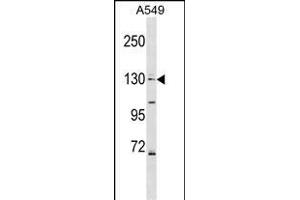 COL4A6 Antibody (Center) (ABIN1538653 and ABIN2848928) western blot analysis in A549 cell line lysates (35 μg/lane). (COL4a6 anticorps  (AA 830-859))
