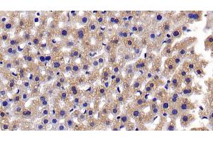 Detection of CASP3 in Mouse Liver Tissue using Polyclonal Antibody to Caspase 3 (CASP3)