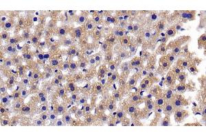 Detection of CASP3 in Mouse Liver Tissue using Polyclonal Antibody to Caspase 3 (CASP3) (Caspase 3 anticorps  (AA 29-175))