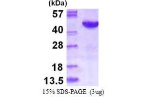 SDS-PAGE (SDS) image for Mitogen-Activated Protein Kinase 12 (MAPK12) (AA 1-367) protein (His tag) (ABIN667620)