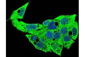 Immunofluorescence analysis of HepG2 cells using SDC1 mouse mAb (green). (Syndecan 1 anticorps  (AA 28-171))