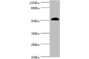 Western blot All lanes: ZC3HC1 antibody at 1.