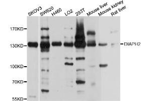 Western blot analysis of extracts of various cell lines, using DIAPH2 antibody (ABIN4903482) at 1:1000 dilution. (DIAPH2 anticorps)