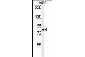 SLC4A7 Antibody (C-term) (ABIN651842 and ABIN2840419) western blot analysis in K562 cell line lysates (15 μg/lane). (SLC4A7 anticorps  (C-Term))