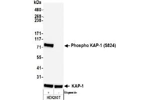 Western Blotting (WB) image for anti-Tripartite Motif Containing 28 (TRIM28) (pSer824) antibody (ABIN7454038) (Recombinant KAP1 anticorps  (pSer824))