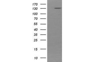 Image no. 2 for anti-Protocadherin 7 (PCDH7) antibody (ABIN1500047) (PCDH7 anticorps)