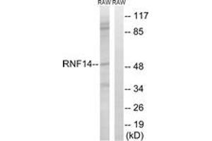 Western blot analysis of extracts from RAW264. (RNF14 anticorps  (AA 361-410))
