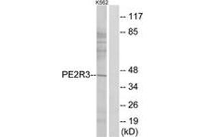 Western blot analysis of extracts from K562 cells, using PE2R3 Antibody. (PTGER3 anticorps  (AA 1-50))
