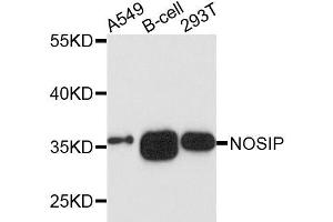 Western blot analysis of extracts of various cells, using NOSIP antibody. (NOSIP anticorps)