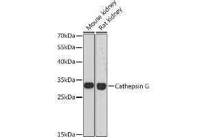 Western blot analysis of extracts of various cell lines, using Cathepsin G antibody (ABIN6127686, ABIN6139228, ABIN6139230 and ABIN6217069) at 1:3000 dilution. (Cathepsin G anticorps  (AA 75-190))