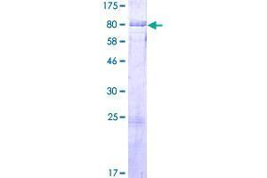 Image no. 1 for BAI1-Associated Protein 2-Like 2 (BAIAP2L2) (AA 1-518) protein (GST tag) (ABIN1346387)