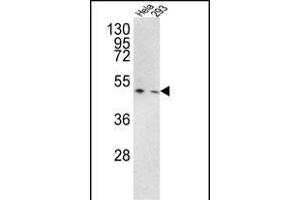 Western blot analysis of TRSS3 Antibody (Center) (ABIN390923 and ABIN2841125) in Hela, 293 cell line lysates (35 μg/lane). (TMPRSS3 anticorps  (AA 272-300))