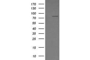 Image no. 5 for anti-SEC14 and Spectrin Domains 1 (SESTD1) antibody (ABIN1501066) (SESTD1 anticorps)
