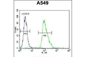 Flow cytometric analysis of A549 cells (right histogram) compared to a negative control cell (left histogram). (Aquaporin 12B anticorps  (C-Term))