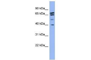 WB Suggested Anti-SH3GL2 Antibody Titration: 0. (SH3G2 anticorps  (Middle Region))
