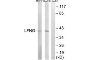 Western blot analysis of extracts from HuvEc/MCF-7 cells, using LFNG Antibody. (LFNG anticorps  (AA 121-170))