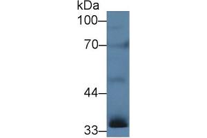 Western blot analysis of Rat Testis lysate, using Human INHA Antibody (5 µg/ml) and HRP-conjugated Goat Anti-Rabbit antibody ( (Inhibin alpha anticorps  (AA 25-363))