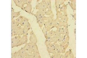 Immunohistochemistry of paraffin-embedded human heart tissue using ABIN7160357 at dilution of 1:100