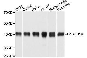 Western blot analysis of extracts of various cell lines, using DNAJB14 antibody. (DNAJB14 anticorps  (AA 1-120))
