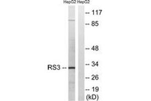 Western blot analysis of extracts from HepG2 cells, using RPS3 Antibody.