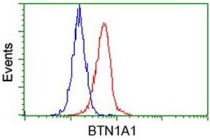 Image no. 2 for anti-Butyrophilin, Subfamily 1, Member A1 (BTN1A1) antibody (ABIN1496986) (BTN1A1 anticorps)