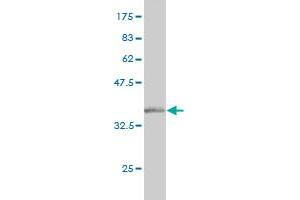 Western Blot detection against Immunogen (36.